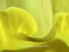 daffodil-curve-23-in