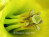 daffodil-center-34-in
