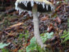 mushroom-with-fringe-stropharia-ambigua-5-in