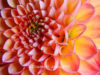 red-dahlia-5-in