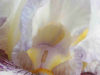 ode-to-georgia-okeeffe-white-iris-3-in