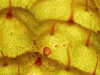 begonia-hills-begonia-rex-leaf-12-in