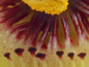 maroon-rrising-passion-flower-passiflora-caerulea-14-in