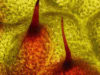 red-spires-begonia-rex-leaf-021-in