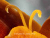 snail-ala-marigold-14-in