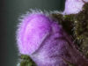 hairy-phallus-dead-nettle-lanium-purpureum-13-in