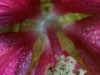 hendersons-checker-mallow-sidaliea-hndersonii-maloaceae-34-in
