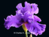 purple-iris-4-in