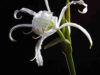 spider-lilly-amaryllidaceae-hymenocallis-10-in