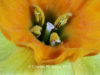 bi-colored-daffodil-11-in