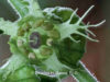 fragrant-fringecup-tellima-grandiflora-saxifragacaea-14-in