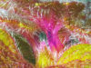 land-anemone-dead-nettle-lanium-purpureum-14-in