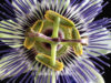 passion-flower-passiflora-caerulea-12-in