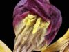 turban-mostly-dried-peony-tulip-115-inches
