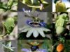 passion-flower-life-cycle-collage